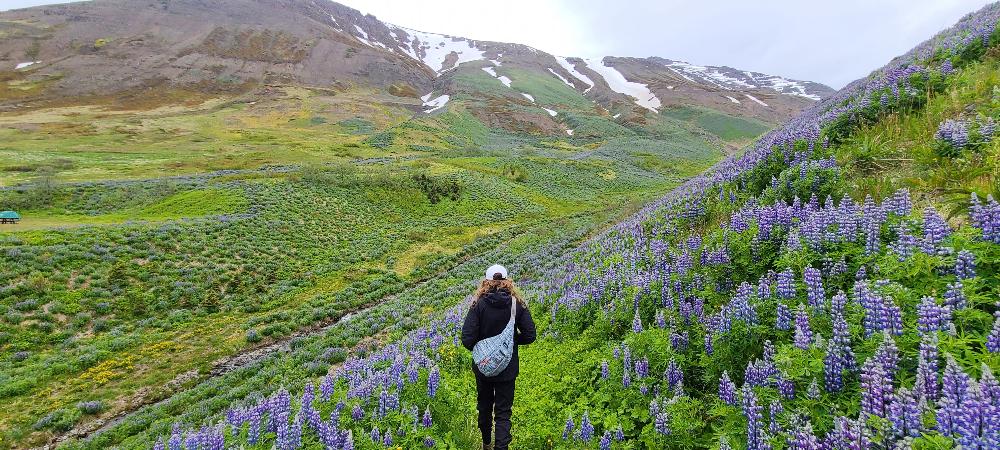 Iceland and Flowers